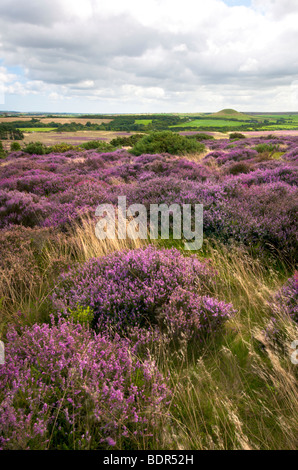 Heidekraut blüht in York Moors UK Stockfoto