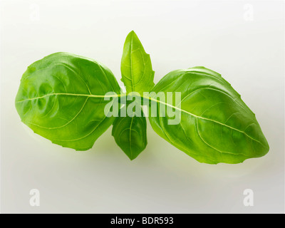 Frische Basilikumblätter Stockfoto