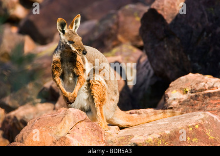 Gelbe Footed Rock Wallaby Petrogale Xanthopus in späten Nachmittag goldenes Licht Stockfoto