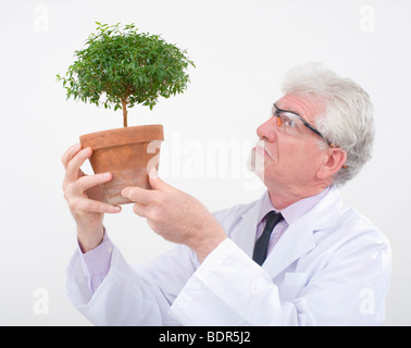 leitender Wissenschaftler hält Topfpflanzen Kleinbaum Stockfoto