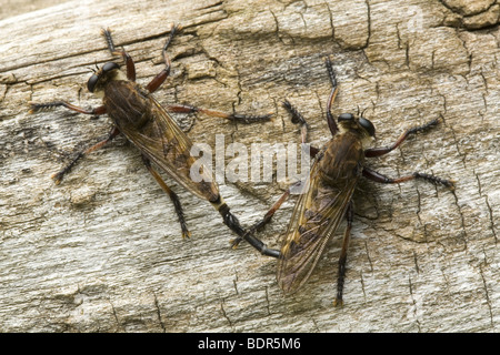 Paarung Räuber fliegen Stockfoto