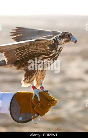 Ein Falke auf Falkner; s Handschuh, sehr orientalisch arabischen Wüste erschossen. Stockfoto