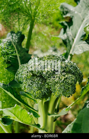 Im heimischen Garten wachsen Broccoli Stockfoto