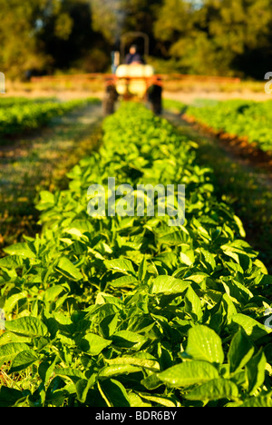 Fertlizing Bio Kartoffelernte Stockfoto