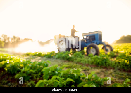 Bio Kartoffelernte Seetang Aufsprühen Stockfoto