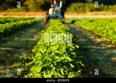 Fertlizing Bio Kartoffelernte Stockfoto