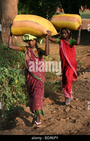 Zwei indische Frauen des Stammes Paroja schwere Säcke auf ihren Köpfen tragen Stockfoto