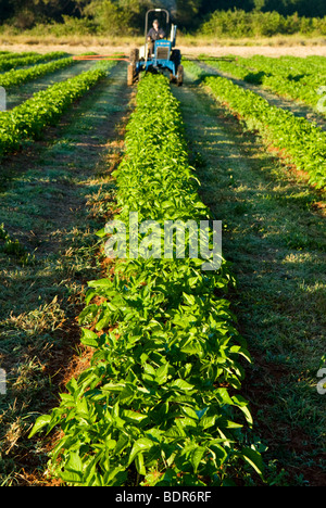 Fertlizing Bio Kartoffelernte Stockfoto