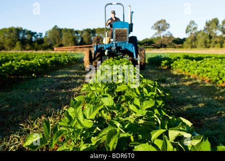 Fertlizing Bio Kartoffelernte Stockfoto