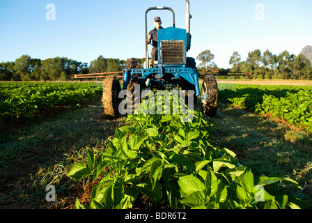 Fertlizing Bio Kartoffelernte Stockfoto