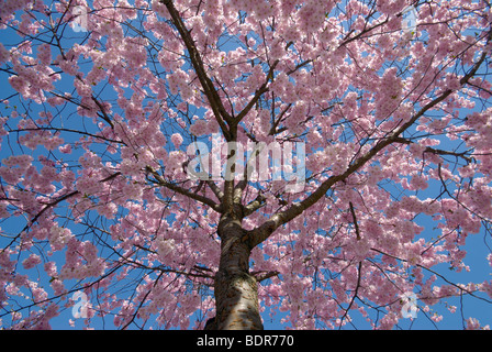 Kirschblüte Schweden. Stockfoto