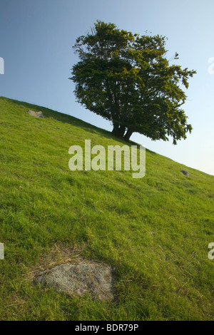 Ein Baum auf einem grünen Hügel Schweden. Stockfoto