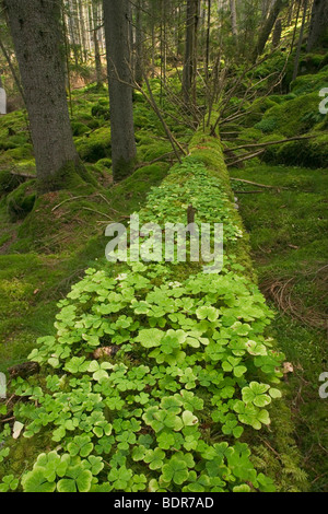 Sauerklee im Wald Schweden. Stockfoto