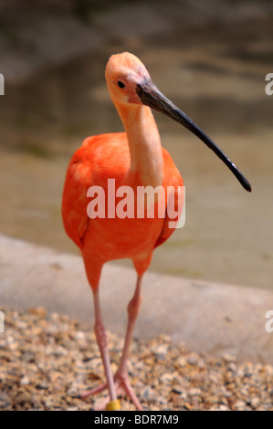 Scarlet Ibis (Eudocimus Ruber) - Captive Stockfoto