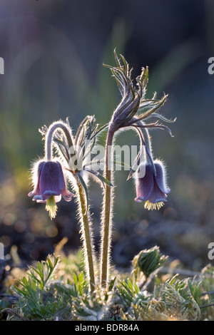 Kleinen Kuhschelle, Gotland, Schweden. Stockfoto