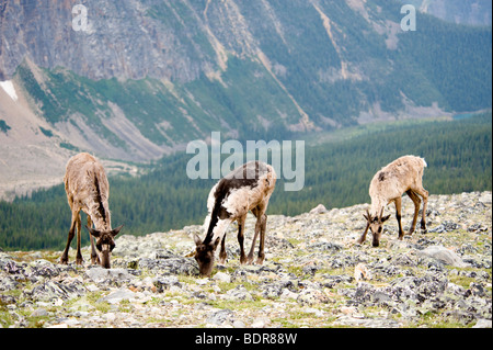 Berg Woodland Caribou, Jasper Nationalpark, Alberta, Kanada Stockfoto