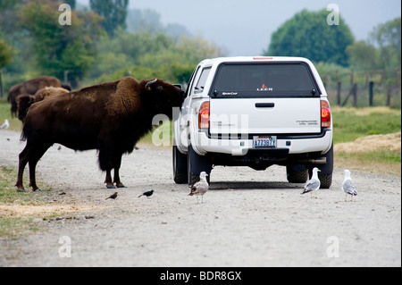 Gefangene amerikanische Bison Nahrungssuche in einen LKW, Sequim Olympische Spiel Farm, Washington, USA Stockfoto