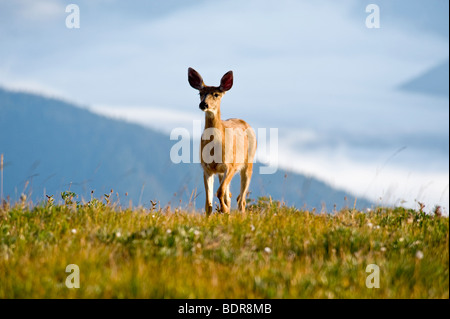 Hirsch in Hurricane Ridge, Olympic Nationalpark, Washington, USA Stockfoto