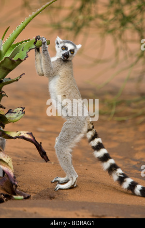 Katta Lemur, Madagaskar Stockfoto