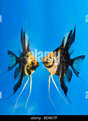 Porträt von zwei farbigen Longfin Angel Fische Scalare Pterophyllum Scalare blauen Hintergrund orange Schwarz Silber Weißfisch Titel Stockfoto