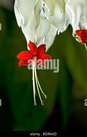 Tränendes Herz Ranke Blüte Blume Clerodendrum Thomsonii Tränendes Herz Rebe Clerodendrum Thomsoniae Blüte bloomin rot weiß Stockfoto