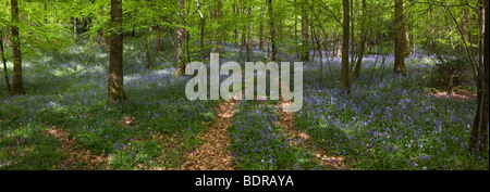 UK, Gloucestershire, Forest of Dean, obere Soudley, Frühling, Buche Wald Teppichboden in Glockenblumen, Panorama Stockfoto