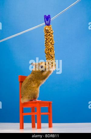 Braun Hamster roten Stuhl lustigen tierischen Spaß Goldhamster Stand stehend Essen einfarbigen Hintergrund Haustier neugierig wach hören Liste Stockfoto