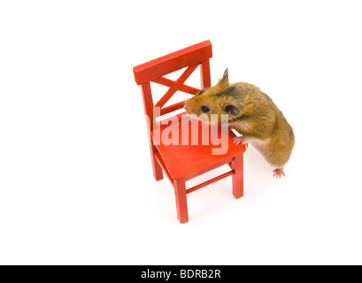 Braun Hamster roten Stuhl lustigen tierischen Spaß Goldhamster stehen stehend Blick einfarbigen Hintergrund Haustier neugierig wach hören Liste suchen Stockfoto