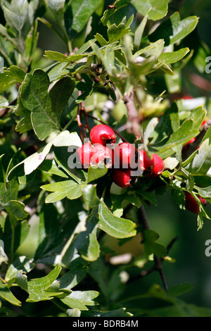 CRATAEGUS MONOGYNA. WEIßDORNBEEREN IM SPÄTSOMMER. Stockfoto