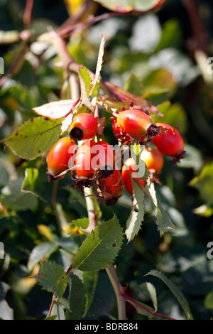 ROSA CANINA. HUND HAGEBUTTEN IM SPÄTSOMMER. Stockfoto