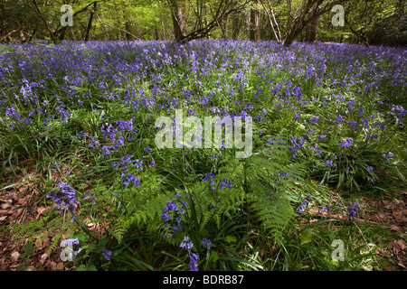 UK, Gloucestershire, Forest of Dean, obere Soudley, Frühling, Buche Wald Teppichboden in Glockenblumen Stockfoto