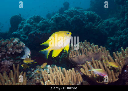 Goldener Riffbarsch (Amblyglyphidodon Aureus). Papua-Neu-Guinea. Stockfoto