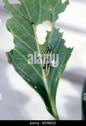 PIERIS RAPAE. KOHL WEIßER SCHMETTERLINGSLARVEN ERNÄHREN SICH VON EINEM KOHLBLATT. Stockfoto