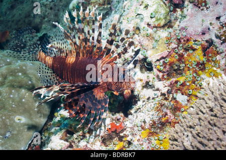 Rotfeuerfisch oder Turkeyfish (Pterois Volitans) Jagd. Rinca, Indonesien. Stockfoto