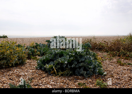 CRAMBE MARITIMA. WILDE SEAKALE WACHSEN AUF ALDEBURGH STRAND IN SUFFOLK UK. Stockfoto