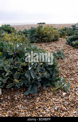 CRAMBE MARITIMA. WILDE SEAKALE WACHSEN AUF ALDEBURGH STRAND IN SUFFOLK UK. Stockfoto