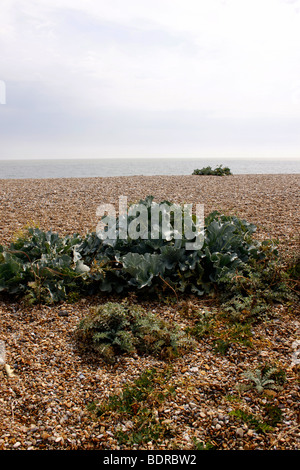 CRAMBE MARITIMA. WILDE SEAKALE WACHSEN AUF ALDEBURGH STRAND IN SUFFOLK UK. Stockfoto