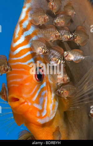 Pompadour Diskus Fische Diskusfish rot braun SANTAREM Diskus Buntbarsche Brut Nest Eier bemuttern Luke schlüpfen Rasse bree Stockfoto