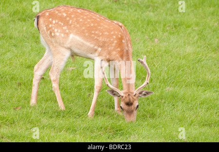 Eine einheitliche, junge, weidet Damwild grünen Rasen in einem Feld. Stockfoto