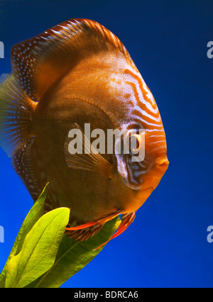 Pompadour Diskus Fische Diskusfish rot braun männlichen SANTAREM Diskusfische Cichlid stolz schön großes He Bock bunte Colourf Stockfoto