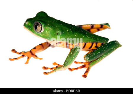 Vergitterten Affe Frosch (Phyllomedusa Tomopterna) Stockfoto