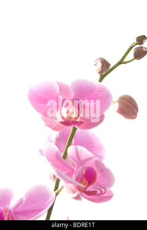 Orchidee (Phalenofis), gegen einen brillanten Himmel, prallen Nachmittagssonne Sommer fotografiert Stockfoto