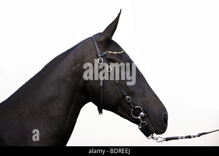Das schwarze Achal-Tekkiner reinrassiger Hengst Porträt Stockfoto