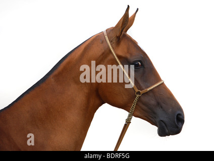 Der Achal-Tekkiner reinrassiges Pferd Porträt Stockfoto