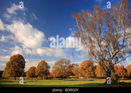 Silver Birch Tree Betula Pendel Herbst Knettishall Heide Land Park Suffolk County England Großbritannien Stockfoto