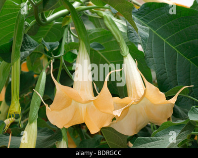 Die Engelstrompete, Brugmansia versicolor Stockfoto