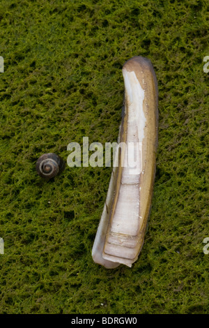 Muscheln, Moos, Muschel, Holland, Muschelschale, Insel Texel, Niederlande, Schale, Muschel, Niederlande Stockfoto