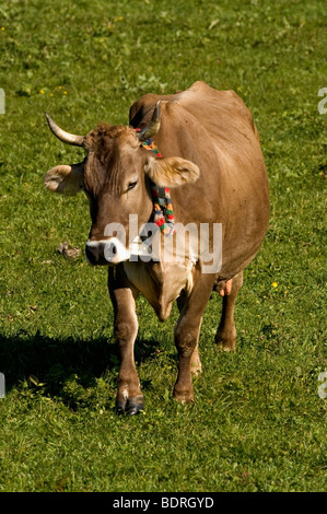 Hausrind (Bos Taurus) allg. Uer Braunviehkuh Mit Kuhglocke Auf Weide, allg. u, Bayern, Deutschland, Deutschland Stockfoto