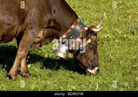 Hausrind (Bos Taurus) allg. Uer Braunviehkuh Mit Kuhglocke Auf Weide, allg. u, Bayern, Deutschland, Deutschland Stockfoto