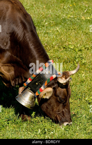 Hausrind (Bos Taurus) allg. Uer Braunviehkuh Mit Kuhglocke Auf Weide, allg. u, Bayern, Deutschland, Deutschland Stockfoto